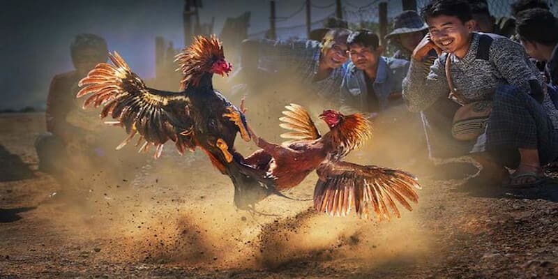 Kinh nghiệm từ cao thủ đá gà EE88