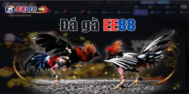 Tìm hiểu sức hút của đá gà EE88